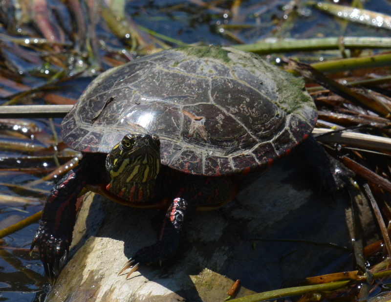 Image of Painted Turtle