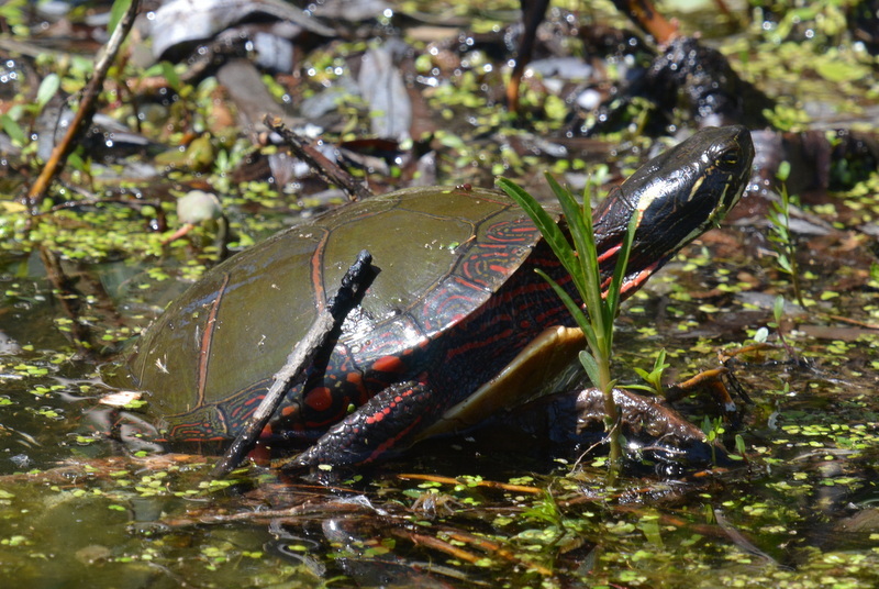 Image of Painted Turtle