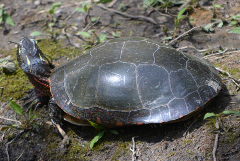 Image of Painted Turtle