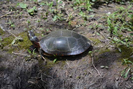 Image of Painted Turtle