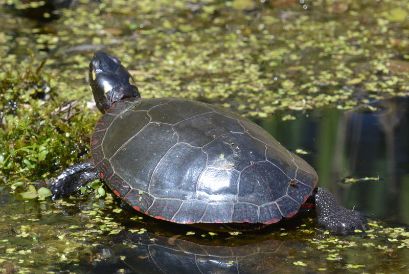 Image of Painted Turtle