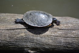 Image of Painted Turtle