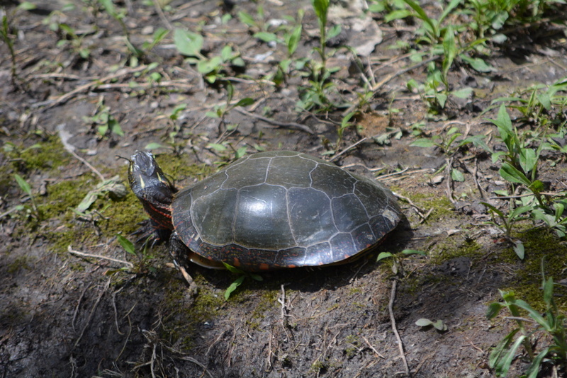 Image of Painted Turtle