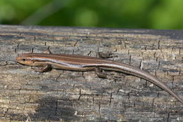 Plestiodon fasciatus (Linnaeus 1758) resmi