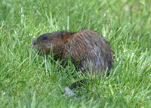 Image of Common Muskrat