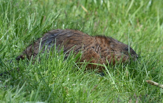 Image of Common Muskrat