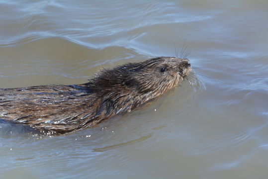 Image of Common Muskrat