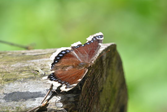 Image of Camberwell beauty