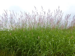 Image of reed canarygrass