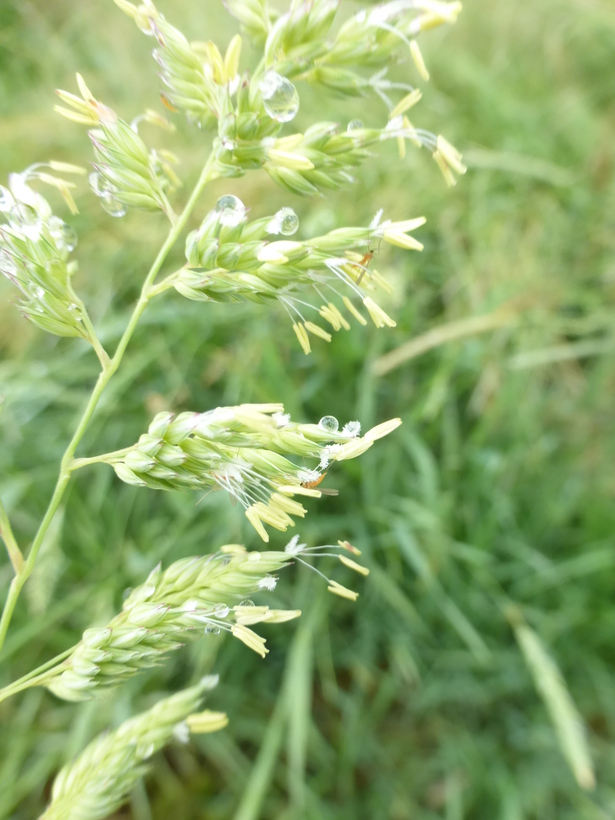 Plancia ëd Phalaris arundinacea L.