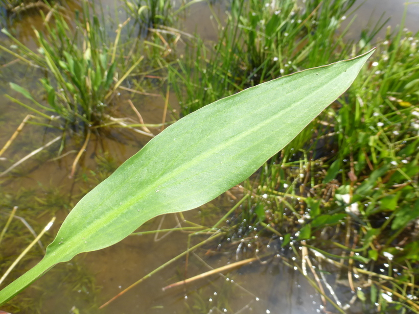 Imagem de Alisma lanceolatum With.