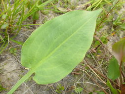 Image of northern water plantain