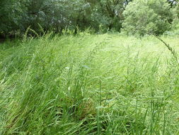 Image of American sloughgrass