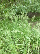 Image of American sloughgrass