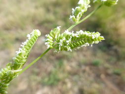 Image of American sloughgrass