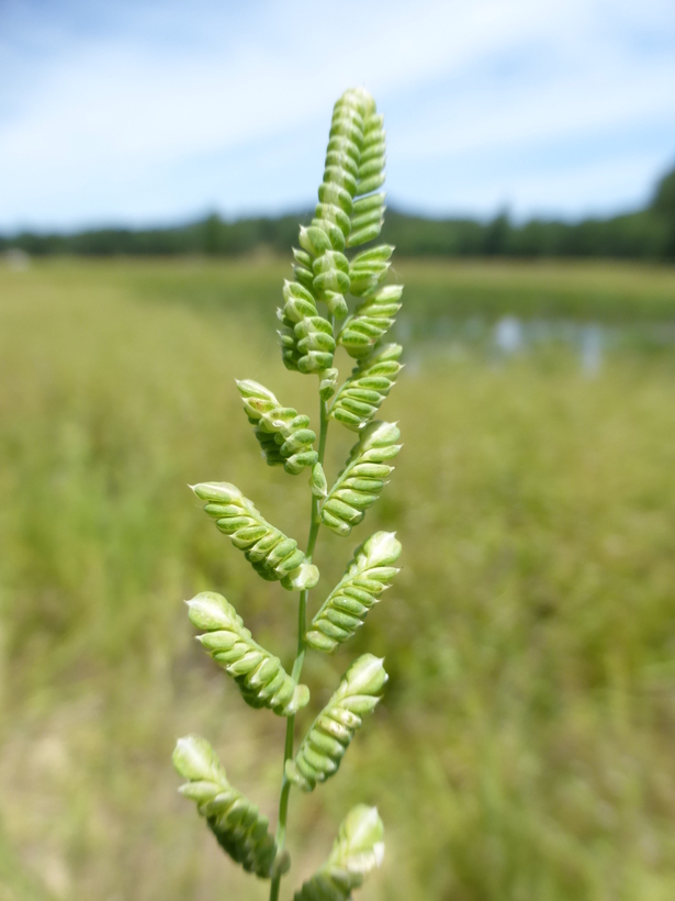 Image of American sloughgrass