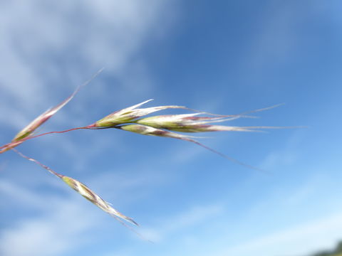 Image of Hairgrass