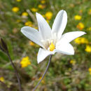 Image of long-ray brodiaea