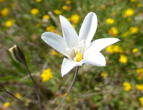 Image of long-ray brodiaea