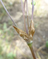 Image of long-ray brodiaea