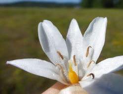 Image of long-ray brodiaea