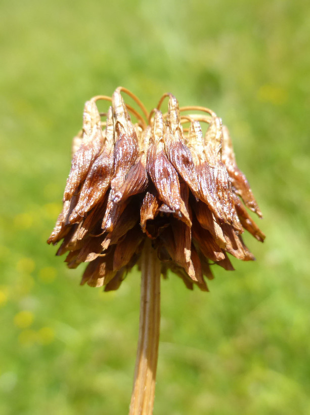 Image of white clover