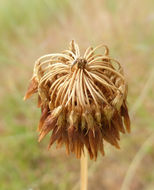 Image of white clover