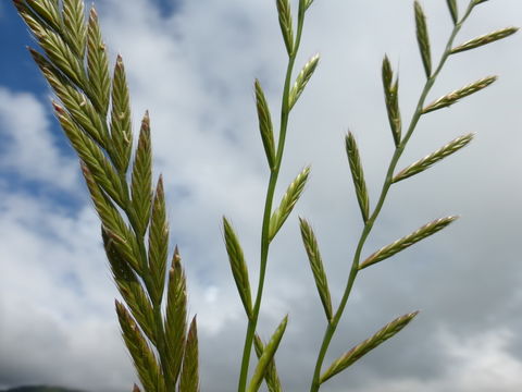 Image of <i>Festuca perennis</i>