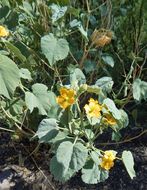 Image of yellow Indian mallow