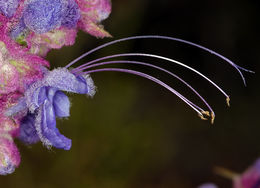 Trichostema lanatum Benth. resmi