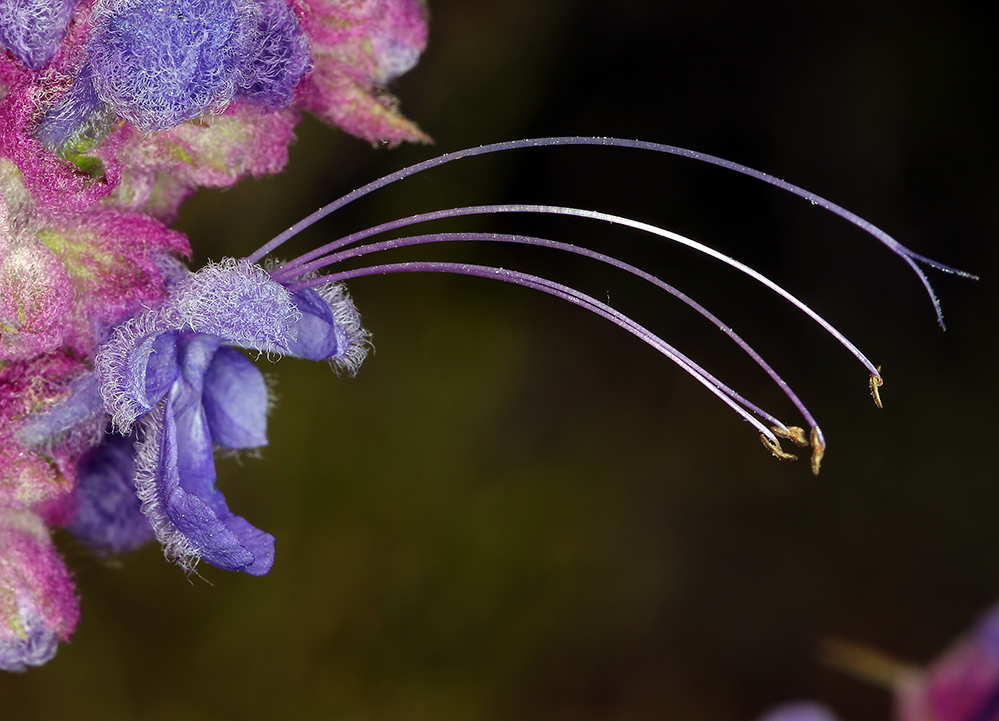 Trichostema lanatum Benth. resmi