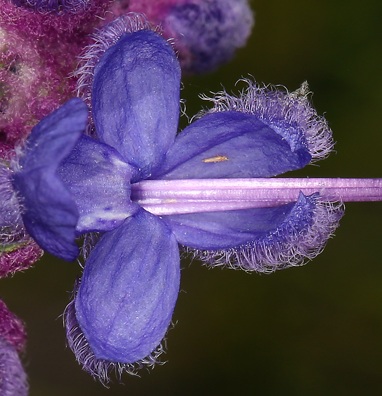 Image of woolly bluecurls