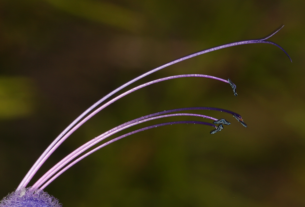 Trichostema lanatum Benth. resmi