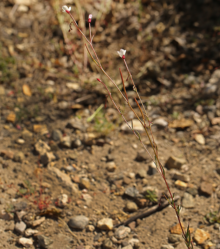 Слика од Clarkia epilobioides (Nutt.) A. Nels. & J. F. Macbr.