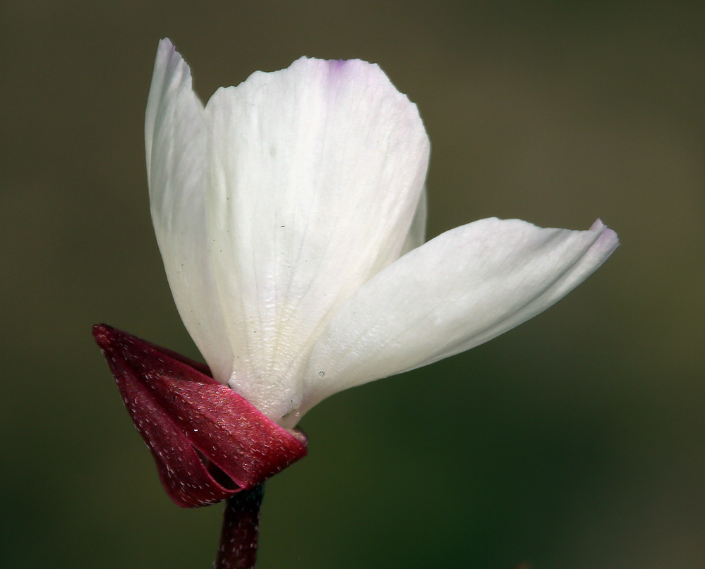 Слика од Clarkia epilobioides (Nutt.) A. Nels. & J. F. Macbr.