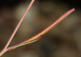 Слика од Clarkia epilobioides (Nutt.) A. Nels. & J. F. Macbr.