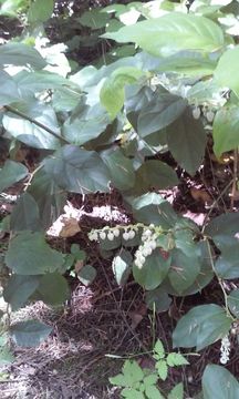 Image of salal