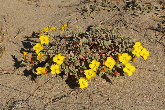 Image of beach suncup