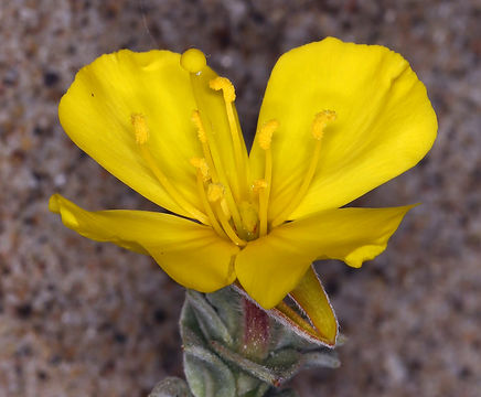 Image of beach suncup