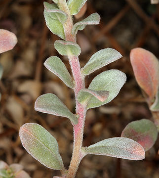 Image de Camissoniopsis cheiranthifolia subsp. suffruticosa (S. Watson) W. L. Wagner & Hoch