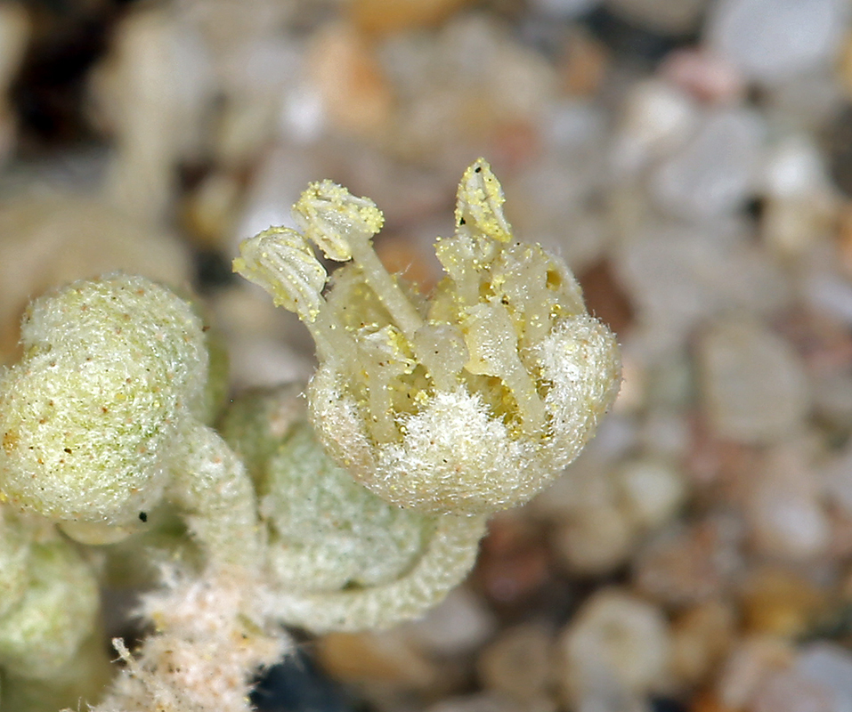 Слика од Croton californicus Müll. Arg.