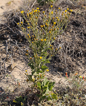 Слика од Heterotheca grandiflora Nutt.