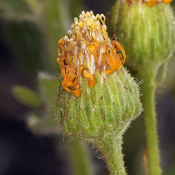 Слика од Heterotheca grandiflora Nutt.