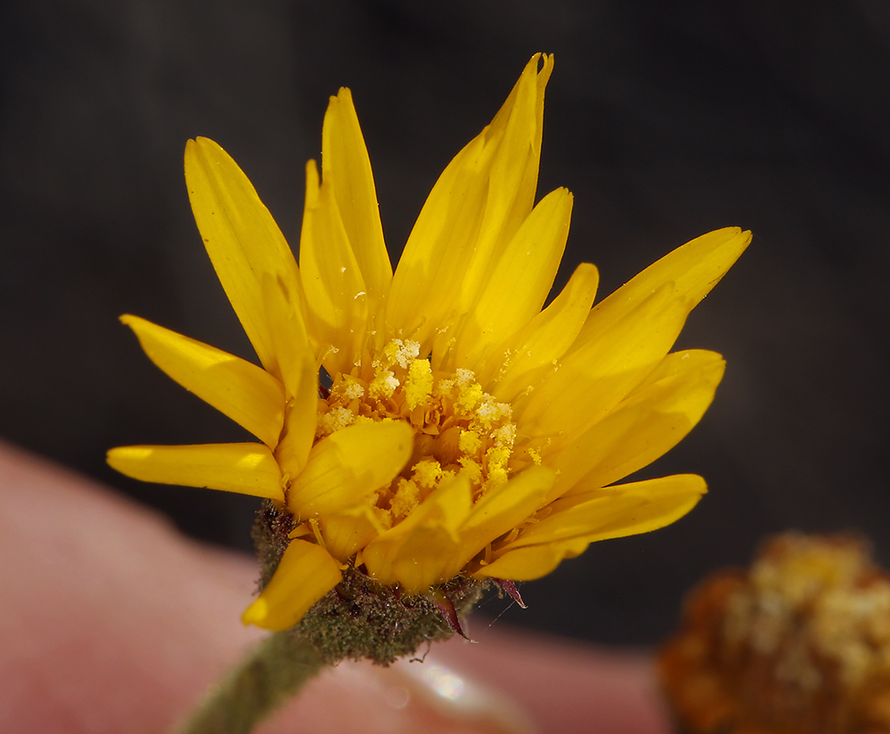 Слика од Heterotheca grandiflora Nutt.