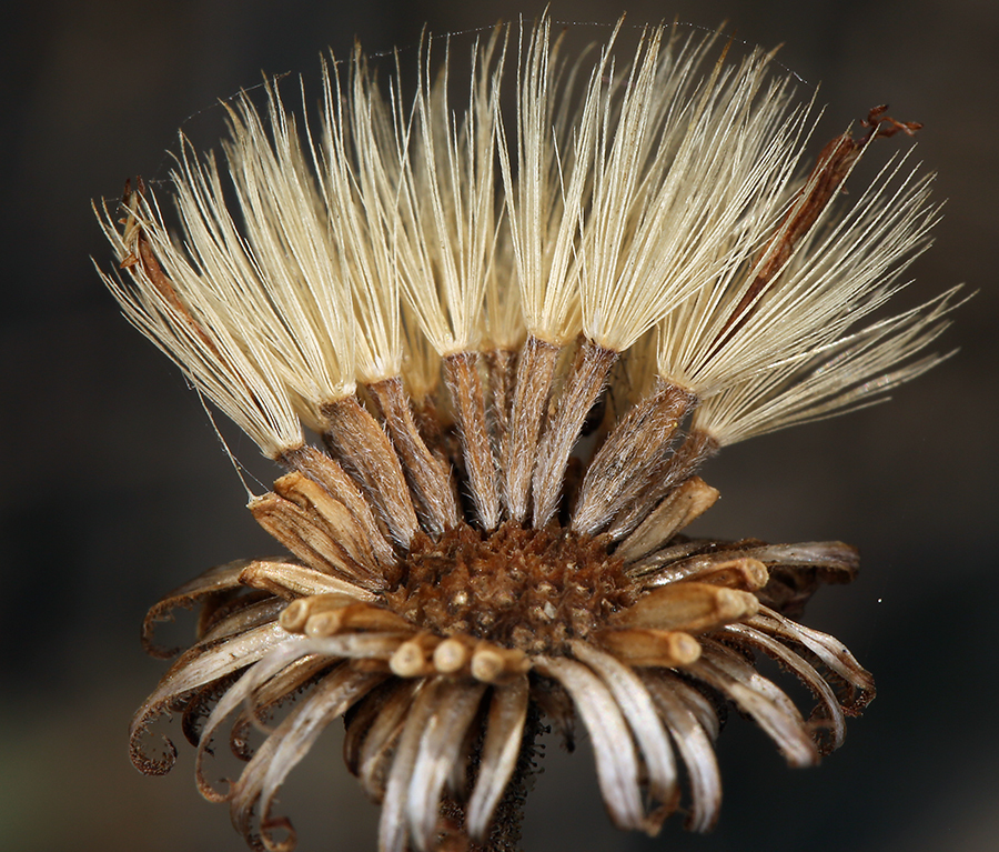 Слика од Heterotheca grandiflora Nutt.