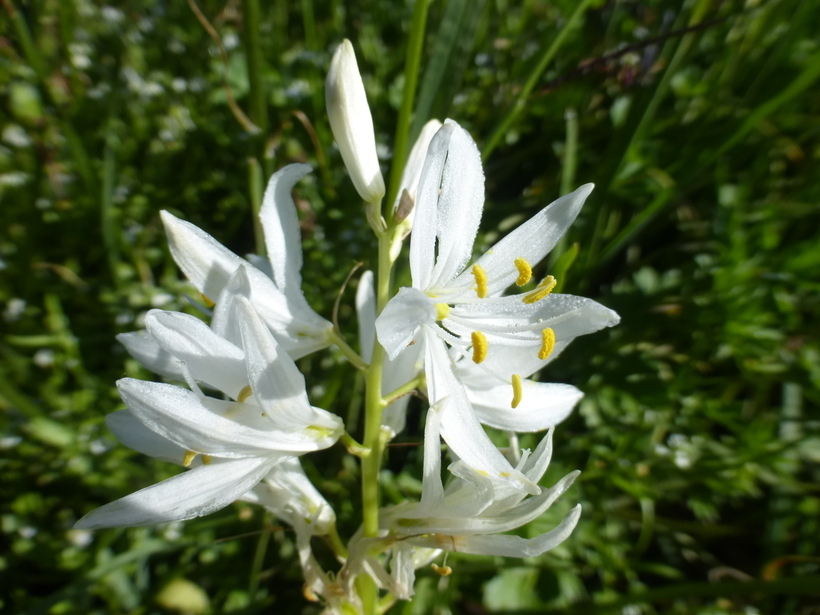 Imagem de Camassia quamash subsp. breviflora Gould