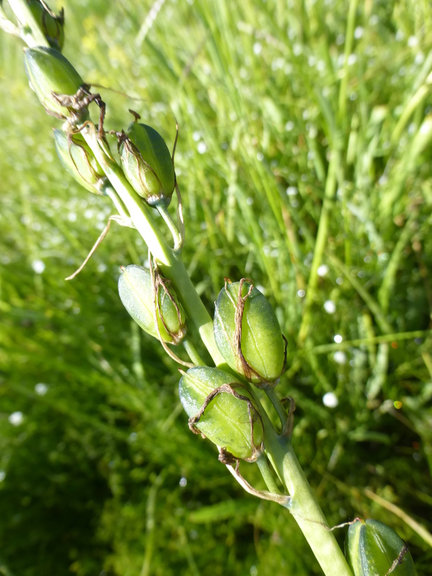 Image of small camas