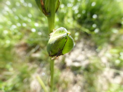 Imagem de Camassia quamash subsp. breviflora Gould