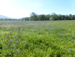 Imagem de Camassia quamash subsp. breviflora Gould