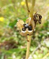 Imagem de Camassia quamash subsp. breviflora Gould